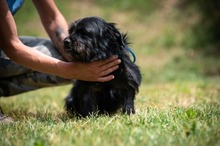 HABLATY, Hund, Mischlingshund in Ungarn - Bild 12