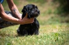 HABLATY, Hund, Mischlingshund in Ungarn - Bild 14
