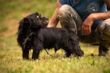 HABLATY, Hund, Mischlingshund in Ungarn - Bild 16