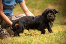 HABLATY, Hund, Mischlingshund in Ungarn - Bild 2