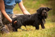 HABLATY, Hund, Mischlingshund in Ungarn - Bild 3