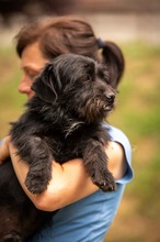 HABLATY, Hund, Mischlingshund in Ungarn - Bild 4
