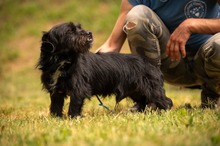 HABLATY, Hund, Mischlingshund in Ungarn - Bild 5