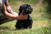 HABLATY, Hund, Mischlingshund in Ungarn - Bild 6