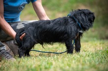 HABLATY, Hund, Mischlingshund in Ungarn - Bild 7