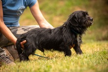 HABLATY, Hund, Mischlingshund in Ungarn - Bild 8