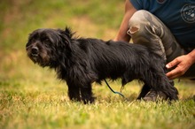 HABLATY, Hund, Mischlingshund in Ungarn - Bild 9