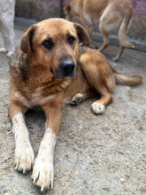 ANTON, Hund, Mischlingshund in Rumänien - Bild 1