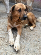 ANTON, Hund, Mischlingshund in Rumänien - Bild 3