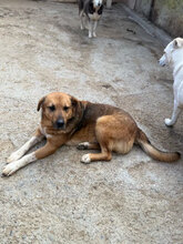 ANTON, Hund, Mischlingshund in Rumänien - Bild 4