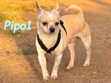 PIPO1, Hund, Chihuahua in Spanien - Bild 1