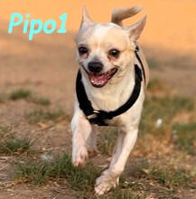 PIPO1, Hund, Chihuahua in Spanien - Bild 2