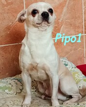 PIPO1, Hund, Chihuahua in Spanien - Bild 3