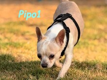 PIPO1, Hund, Chihuahua in Spanien - Bild 4