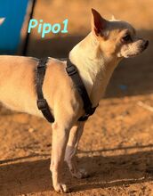 PIPO1, Hund, Chihuahua in Spanien - Bild 5