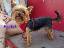 MENTA1, Hund, Yorkshire Terrier in Spanien - Bild 1