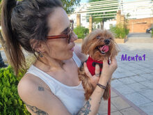 MENTA1, Hund, Yorkshire Terrier in Spanien - Bild 2