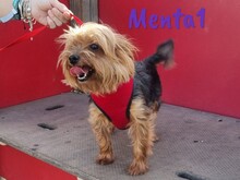 MENTA1, Hund, Yorkshire Terrier in Spanien - Bild 3