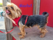 MENTA1, Hund, Yorkshire Terrier in Spanien - Bild 5