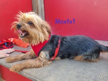 MENTA1, Hund, Yorkshire Terrier in Spanien - Bild 6