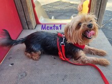 MENTA1, Hund, Yorkshire Terrier in Spanien - Bild 7