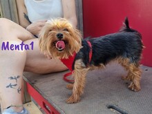 MENTA1, Hund, Yorkshire Terrier in Spanien - Bild 8