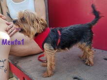 MENTA1, Hund, Yorkshire Terrier in Spanien - Bild 9