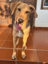 TOBY, Hund, Mischlingshund in Lüchow - Bild 2