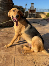 TOBY, Hund, Mischlingshund in Lüchow - Bild 3