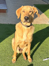 TOBY, Hund, Mischlingshund in Lüchow - Bild 5