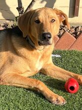TOBY, Hund, Mischlingshund in Lüchow - Bild 6