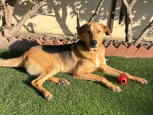 TOBY, Hund, Mischlingshund in Lüchow - Bild 7