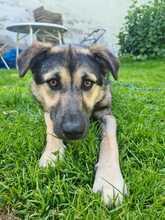 MANU, Hund, Schäferhund in Deining - Bild 1