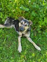 MANU, Hund, Schäferhund in Deining - Bild 3