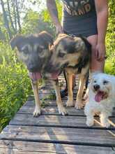 MANU, Hund, Schäferhund in Deining - Bild 4