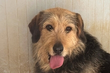 MASCHERA, Hund, Spinone-Mischling in Italien - Bild 1
