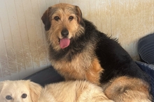 MASCHERA, Hund, Spinone-Mischling in Italien - Bild 10