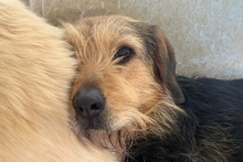 MASCHERA, Hund, Spinone-Mischling in Italien - Bild 11
