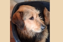 MASCHERA, Hund, Spinone-Mischling in Italien - Bild 13