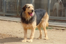 MASCHERA, Hund, Spinone-Mischling in Italien - Bild 2
