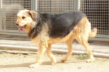 MASCHERA, Hund, Spinone-Mischling in Italien - Bild 3