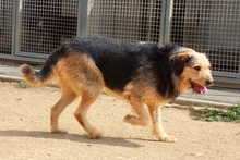 MASCHERA, Hund, Spinone-Mischling in Italien - Bild 4