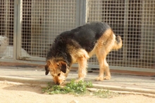 MASCHERA, Hund, Spinone-Mischling in Italien - Bild 5
