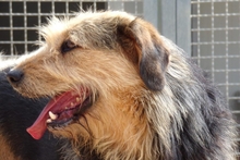MASCHERA, Hund, Spinone-Mischling in Italien - Bild 6