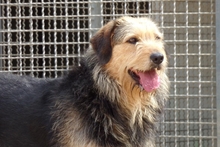 MASCHERA, Hund, Spinone-Mischling in Italien - Bild 7