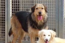 MASCHERA, Hund, Spinone-Mischling in Italien - Bild 8
