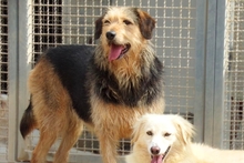MASCHERA, Hund, Spinone-Mischling in Italien - Bild 9