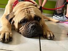 VERRE, Hund, Bullmastiff-Mischling in Ungarn - Bild 1