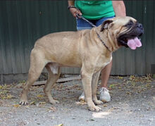 VERRE, Hund, Bullmastiff-Mischling in Ungarn - Bild 2