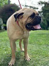 VERRE, Hund, Bullmastiff-Mischling in Ungarn - Bild 3